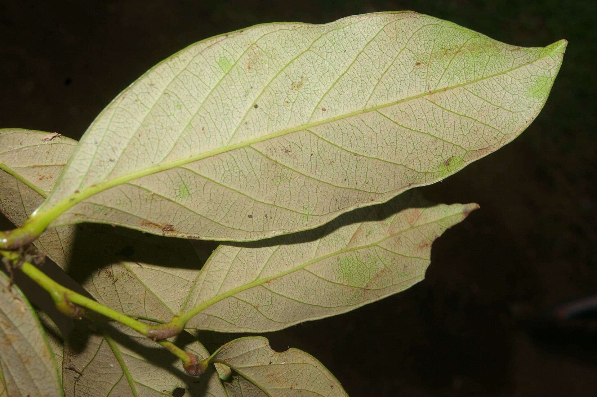 Geobalanus Riverae 4