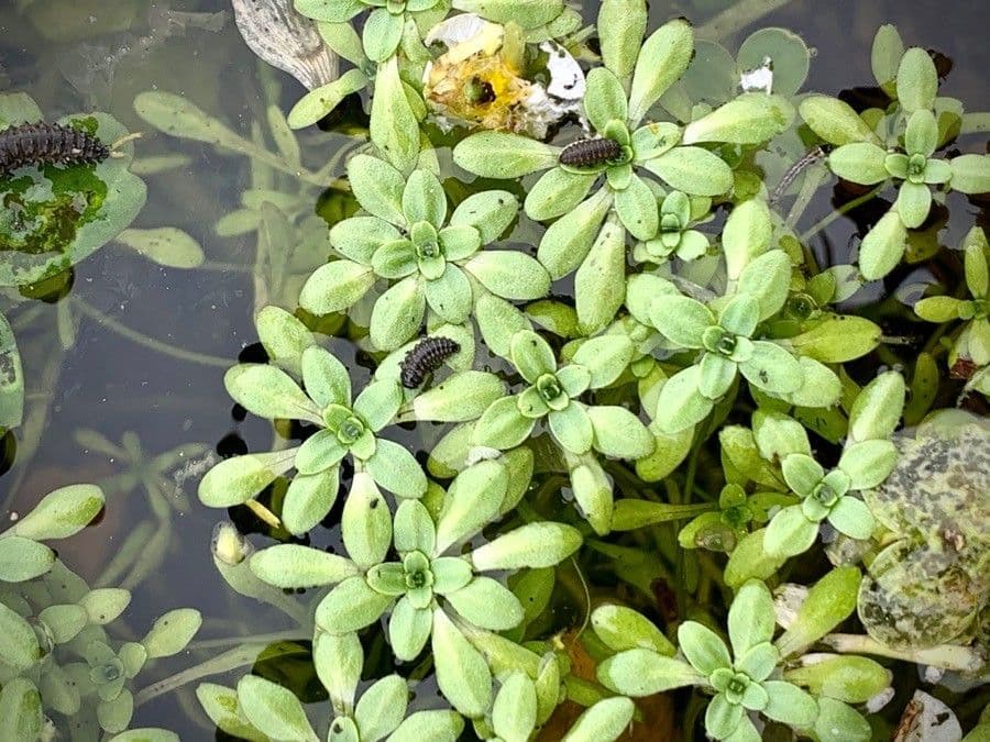 Callitriche brutia 15