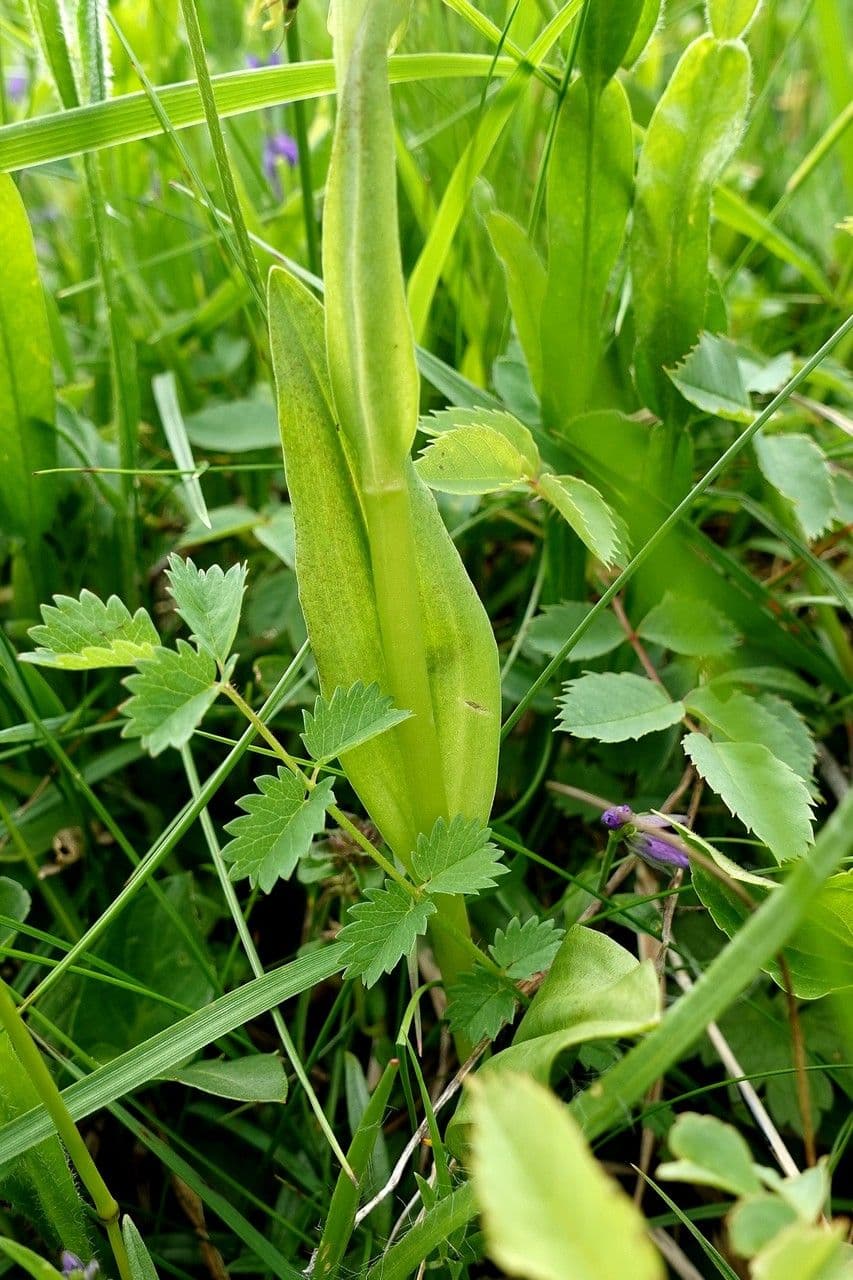 Celoglosso 20