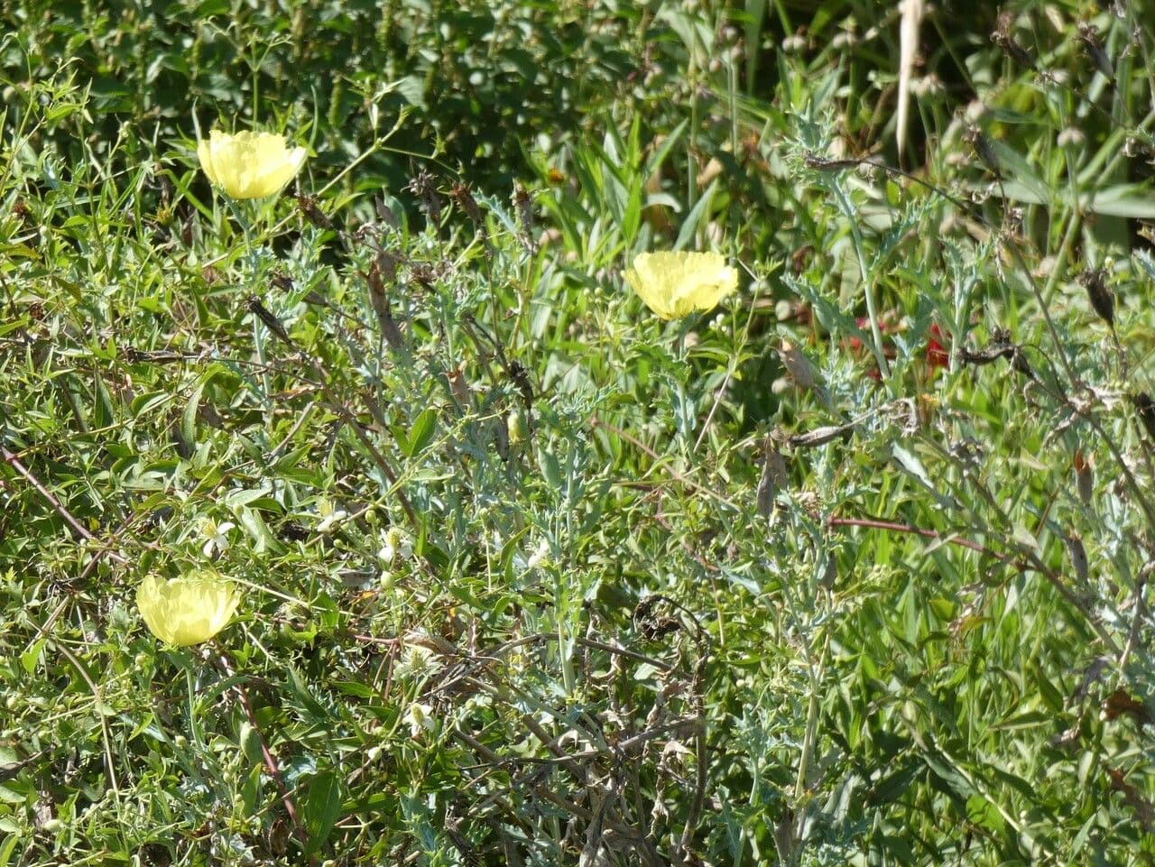 Argemone 7