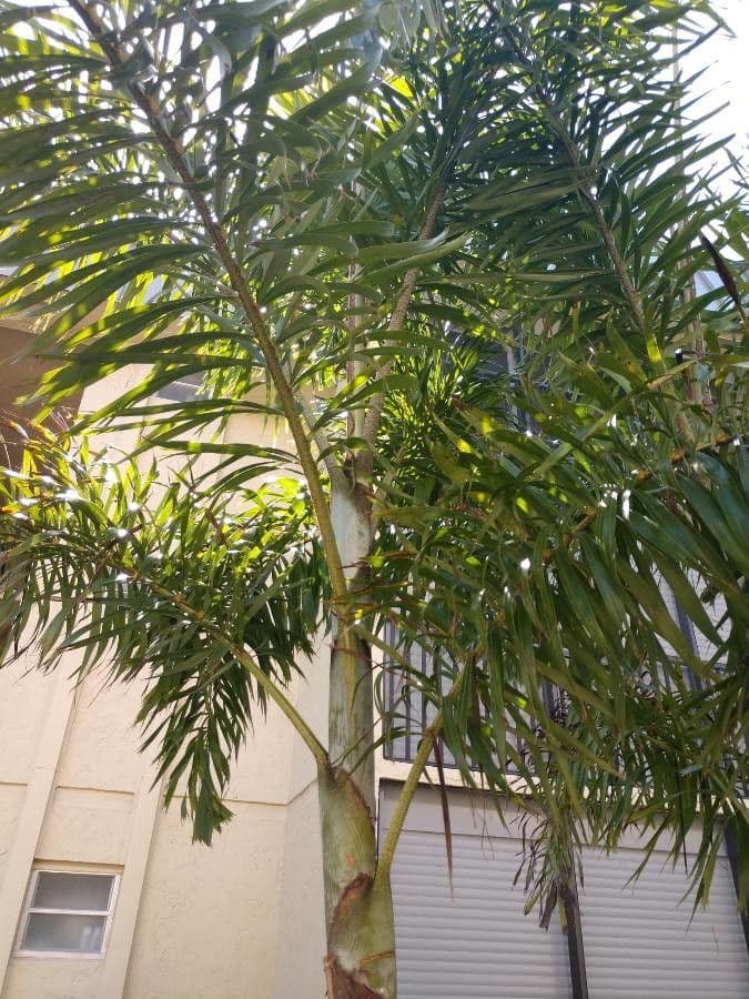 Fuchsschwanzpalme 9