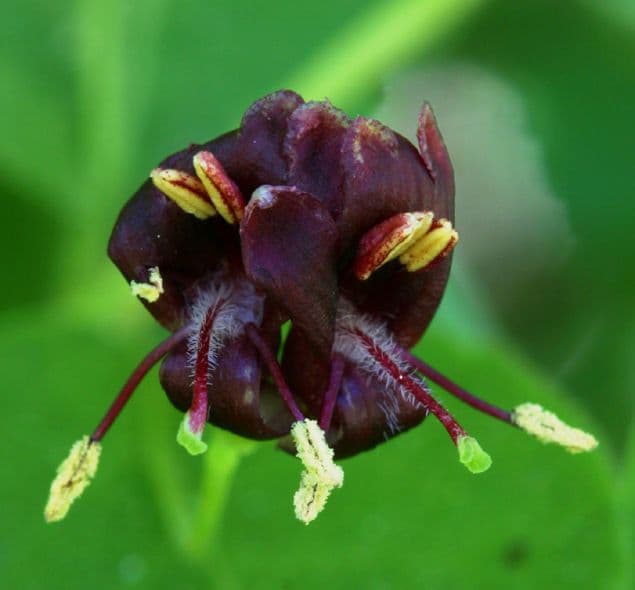 Caprifoglio 6