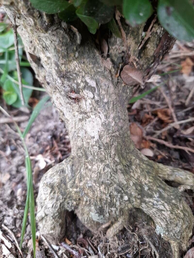 Bosso sempreverde 24