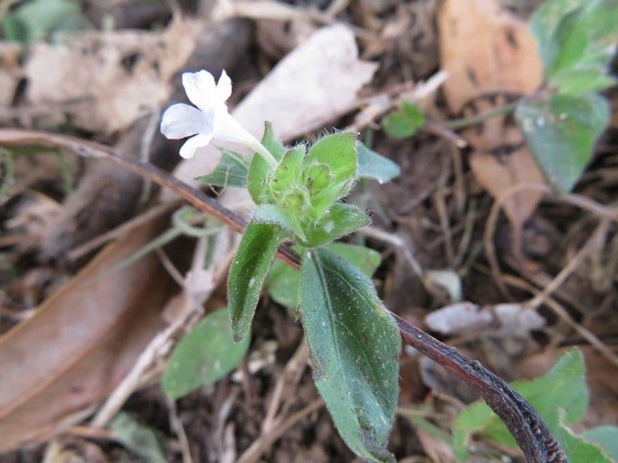 Curtia tenuifolia 5