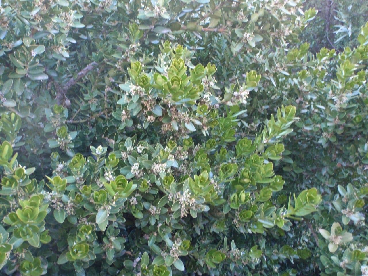 Balearen-Buchsbaum 10