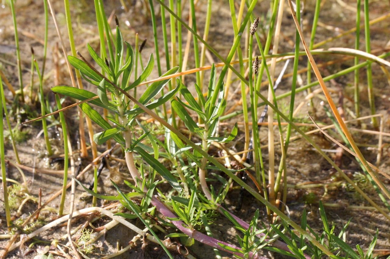 Menta cervina 12