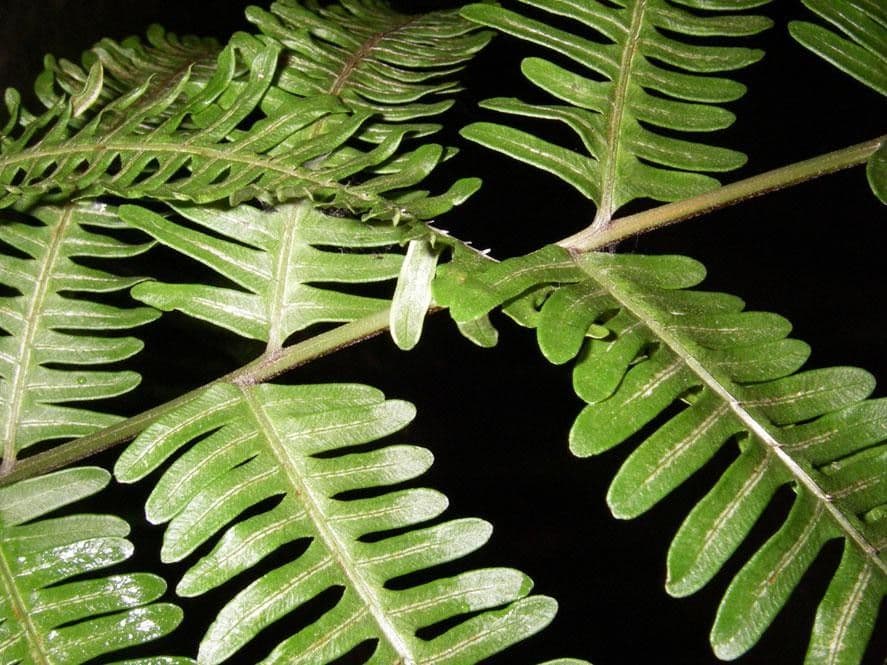 Pteris quadriaurita 5