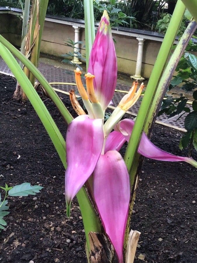 Banana selvatica