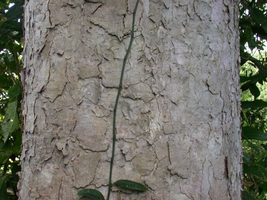 Vochysia guatemalensis 15