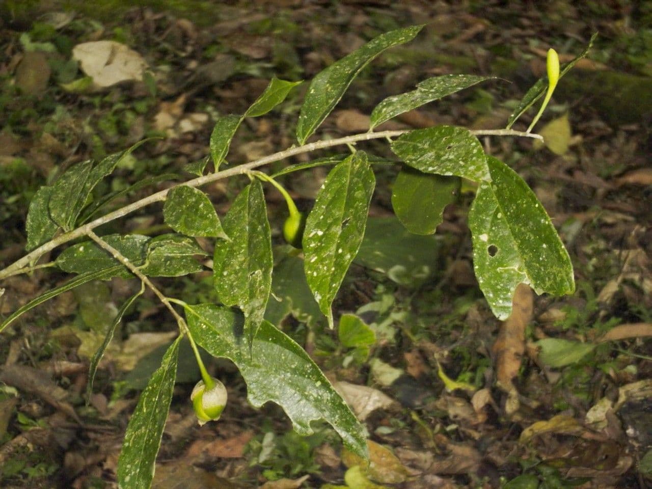 Quararibea 7
