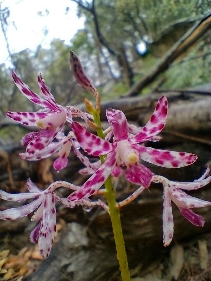 Gefleckte Dipodium 4