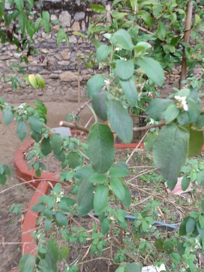 Lippia 2