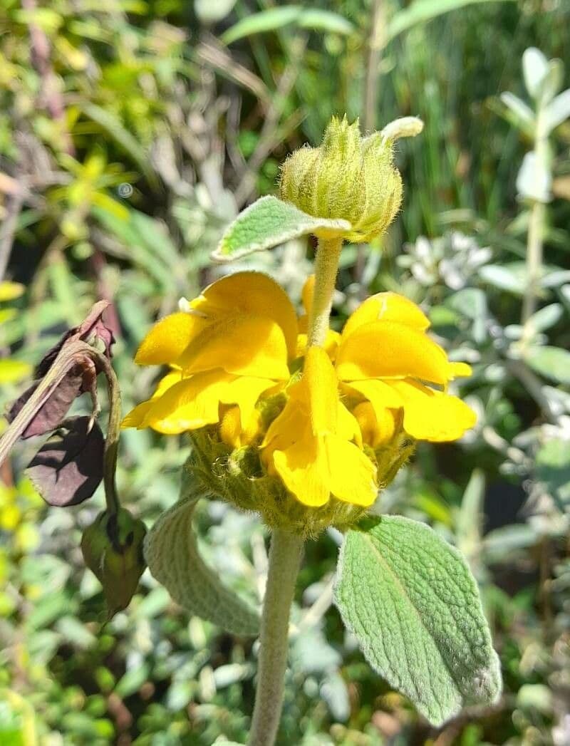 Phlomis 5