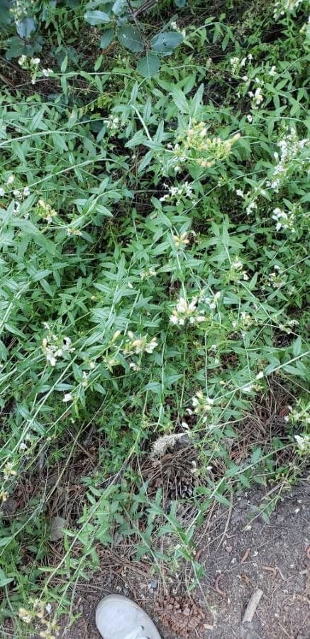 Keckiella a fiori corti 13