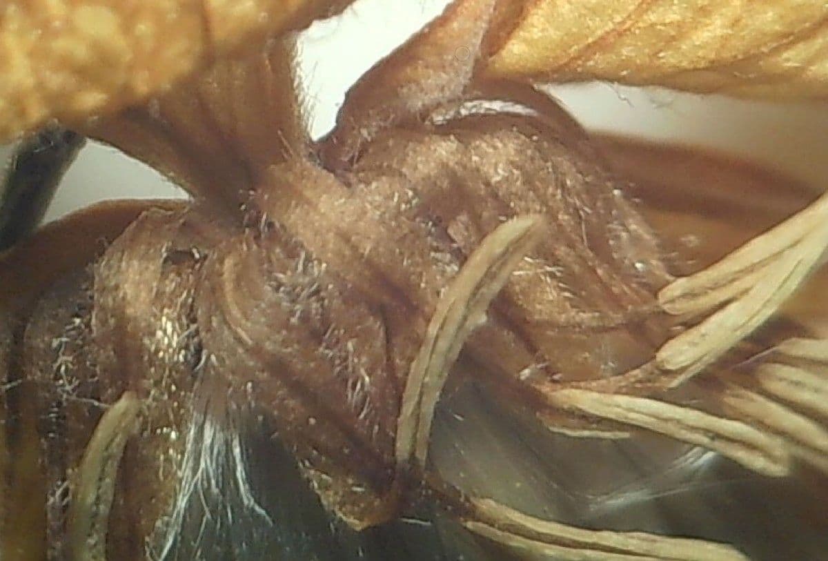 Clematis orientale 16