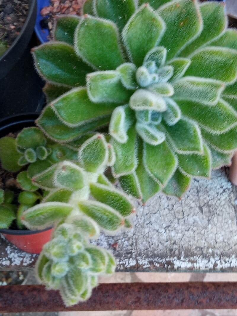 Echeveria 18