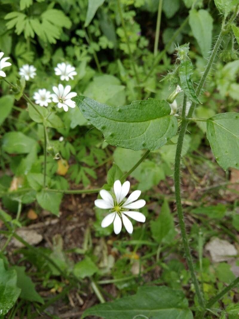 Stellaria