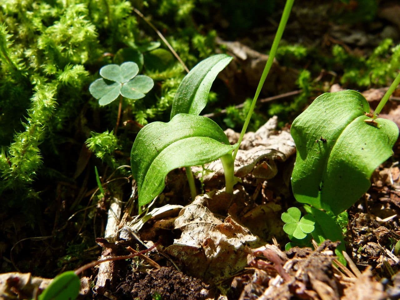Malaxis monophylla 14