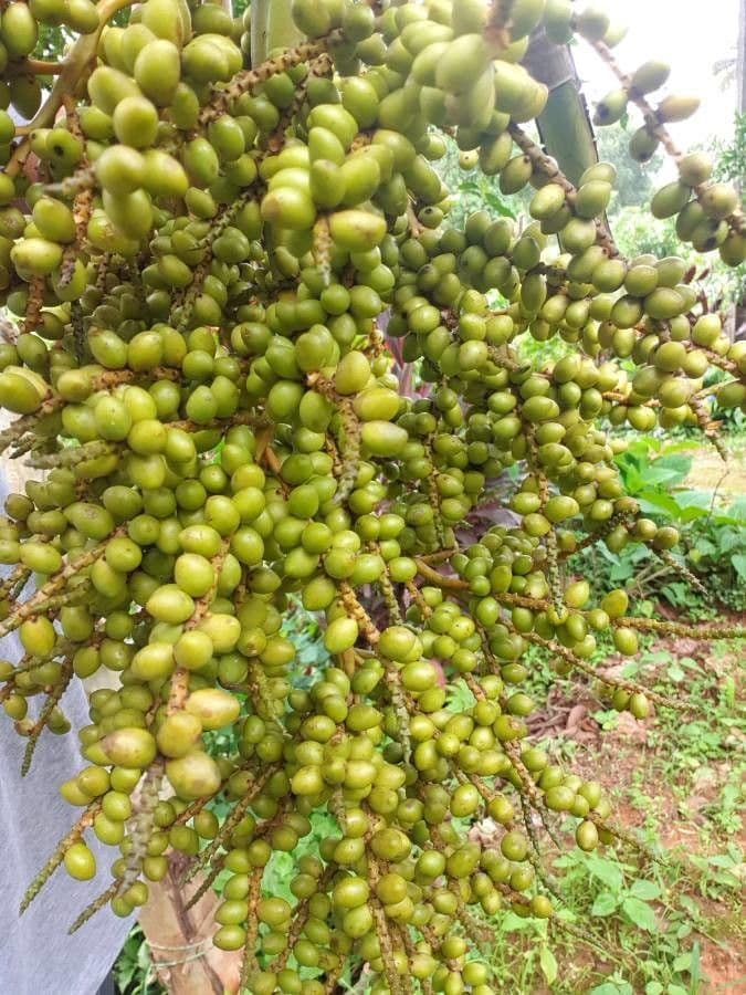 Areca dorée 2