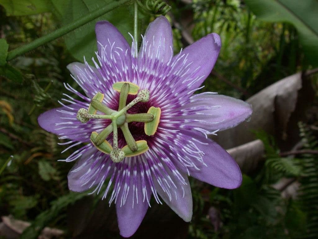 Passiflora 8
