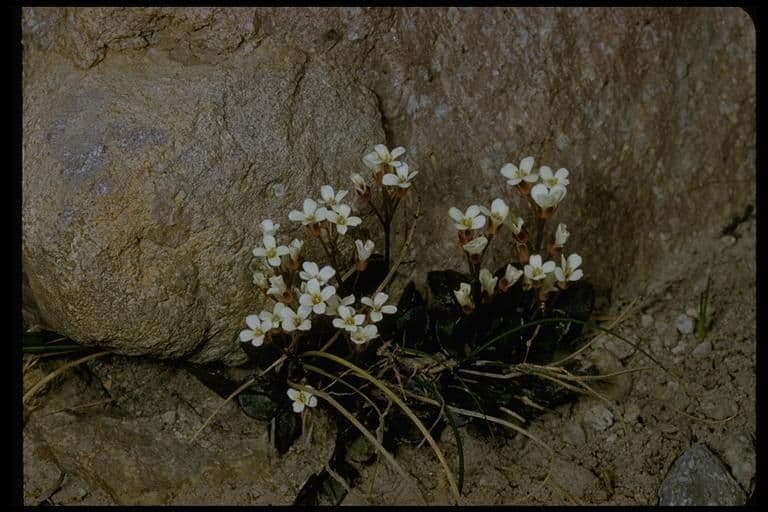 Cardamine bellidifolia 9