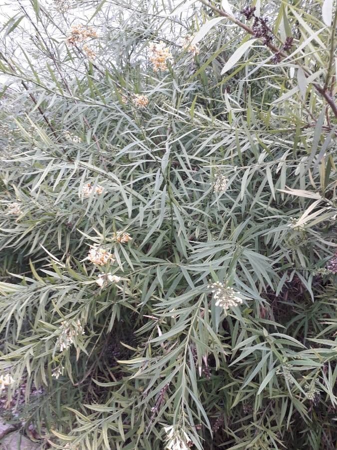 Freylinia 7
