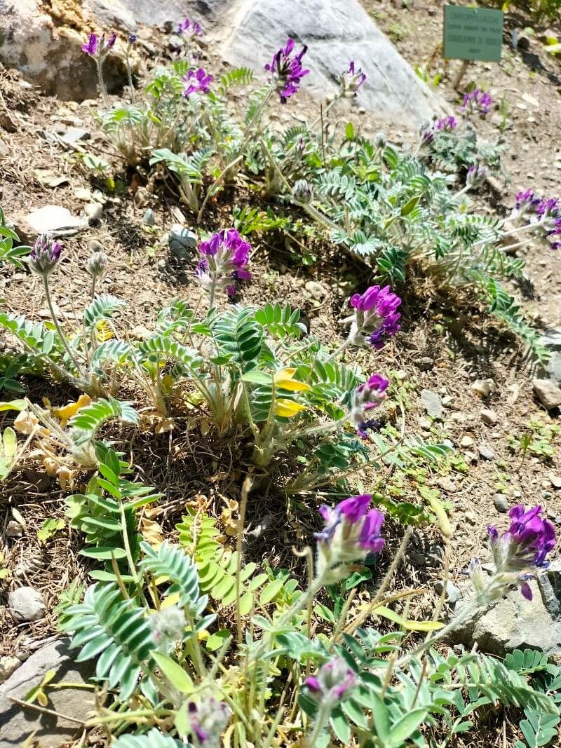 Oxytropis 5