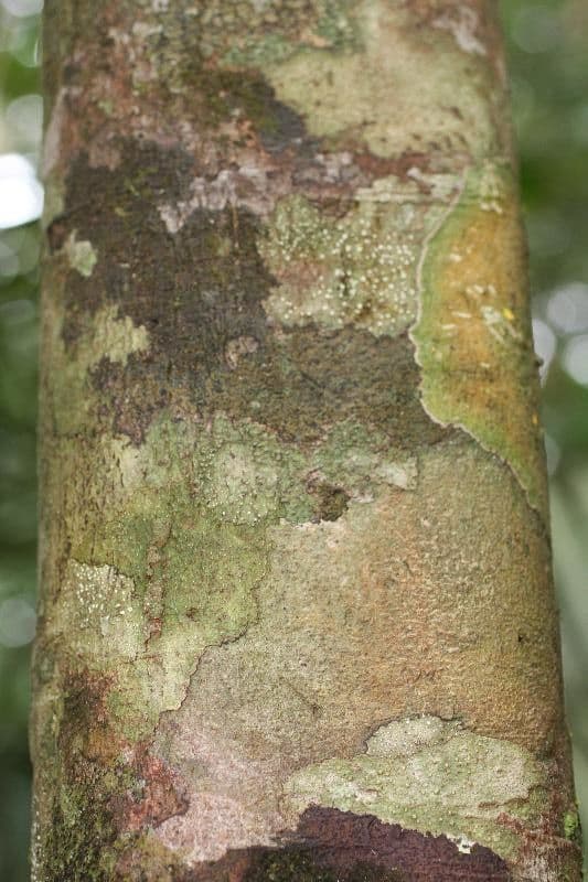 Lacistema grandifolium 8