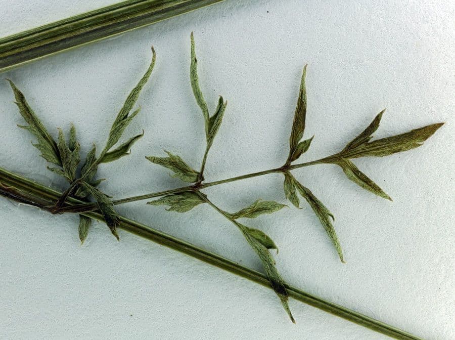 Sanicula dvoupírová 13