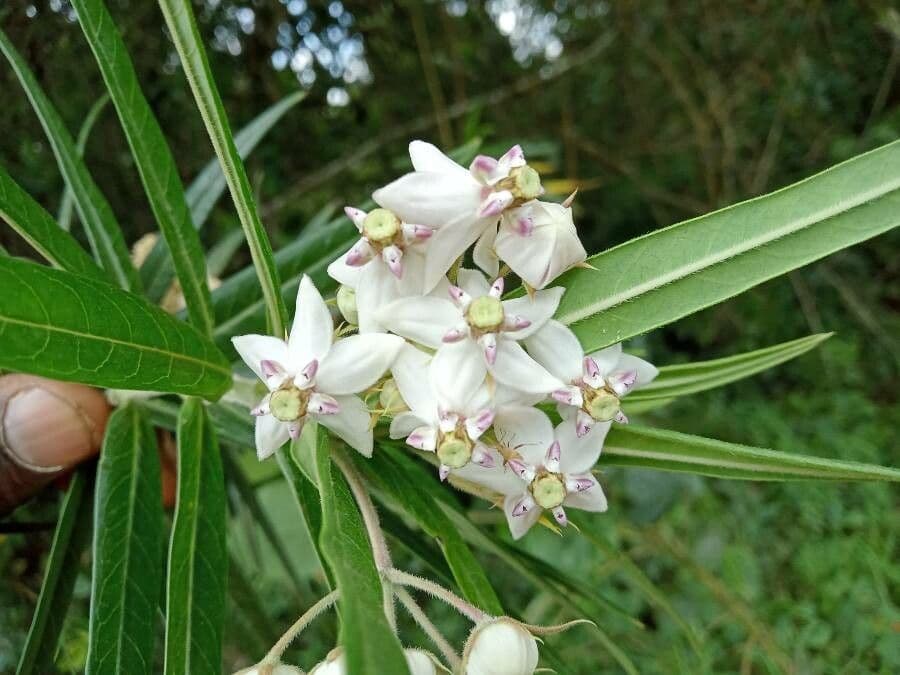 Gomphocarpus 10