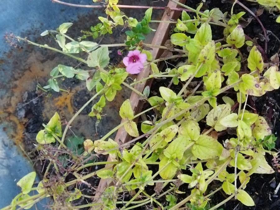 Diascia 13