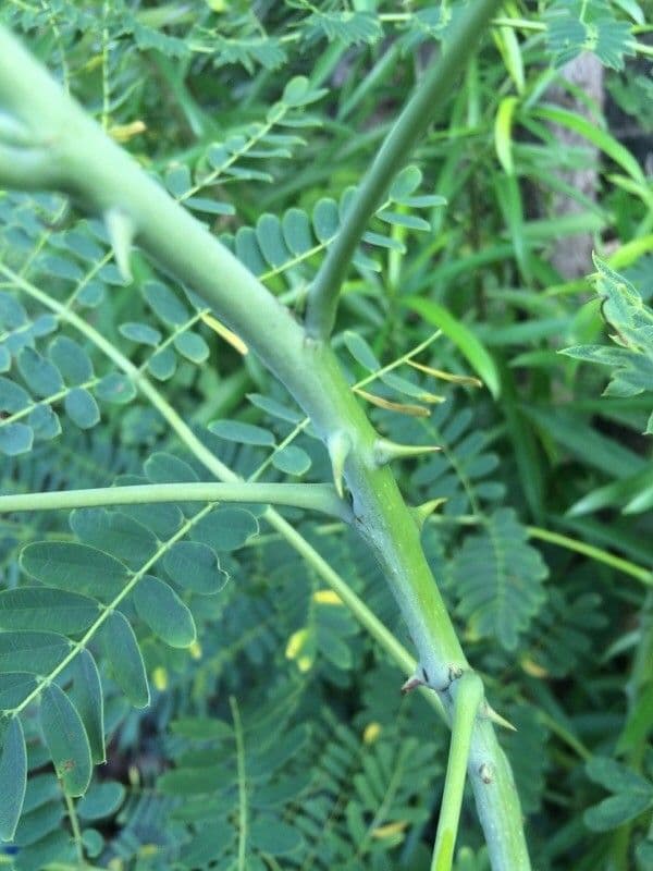 Cesalpinia 22