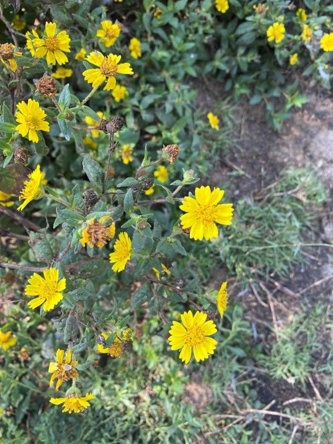 Guizotia scabra 3