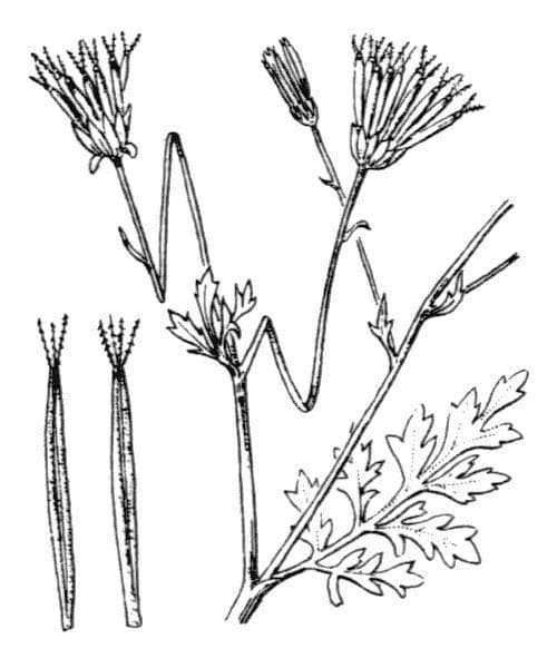 Bidens bipinnata 29