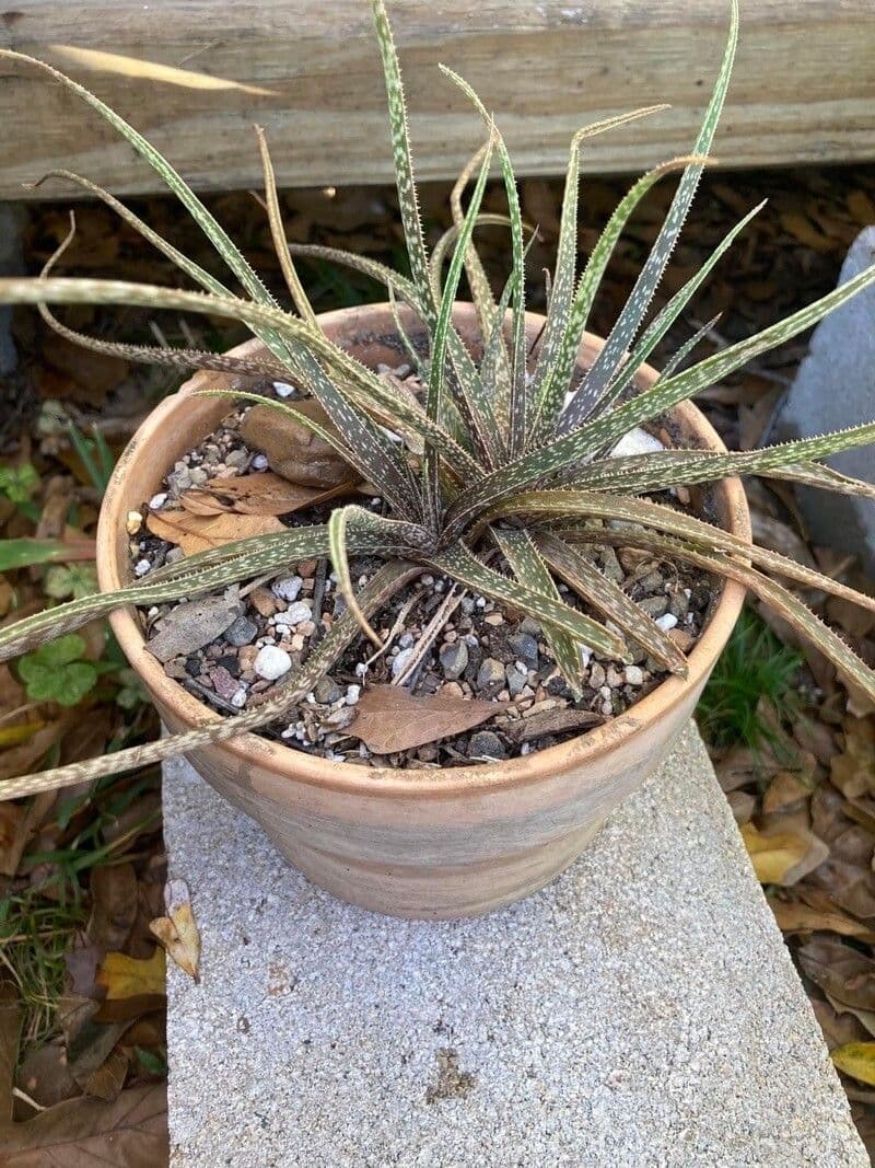 Aloe