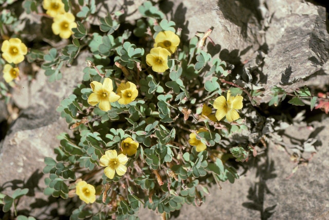 Acetosa 9