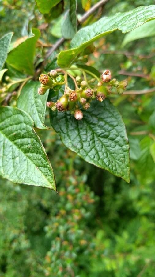Cotonéaster 7