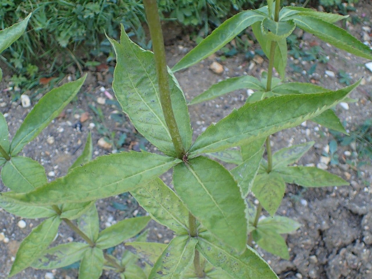 Veronicastrum 11