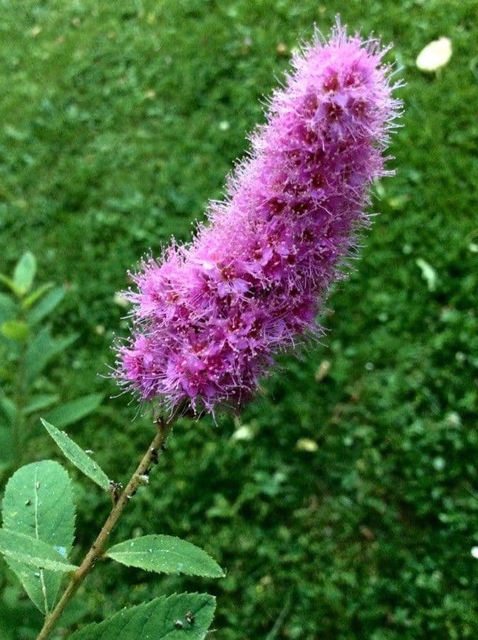 Spiraea di Douglas 10