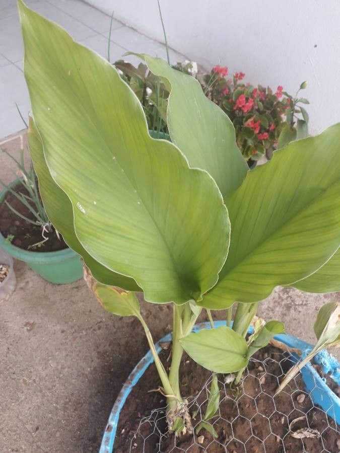 Curcuma aromatica 10