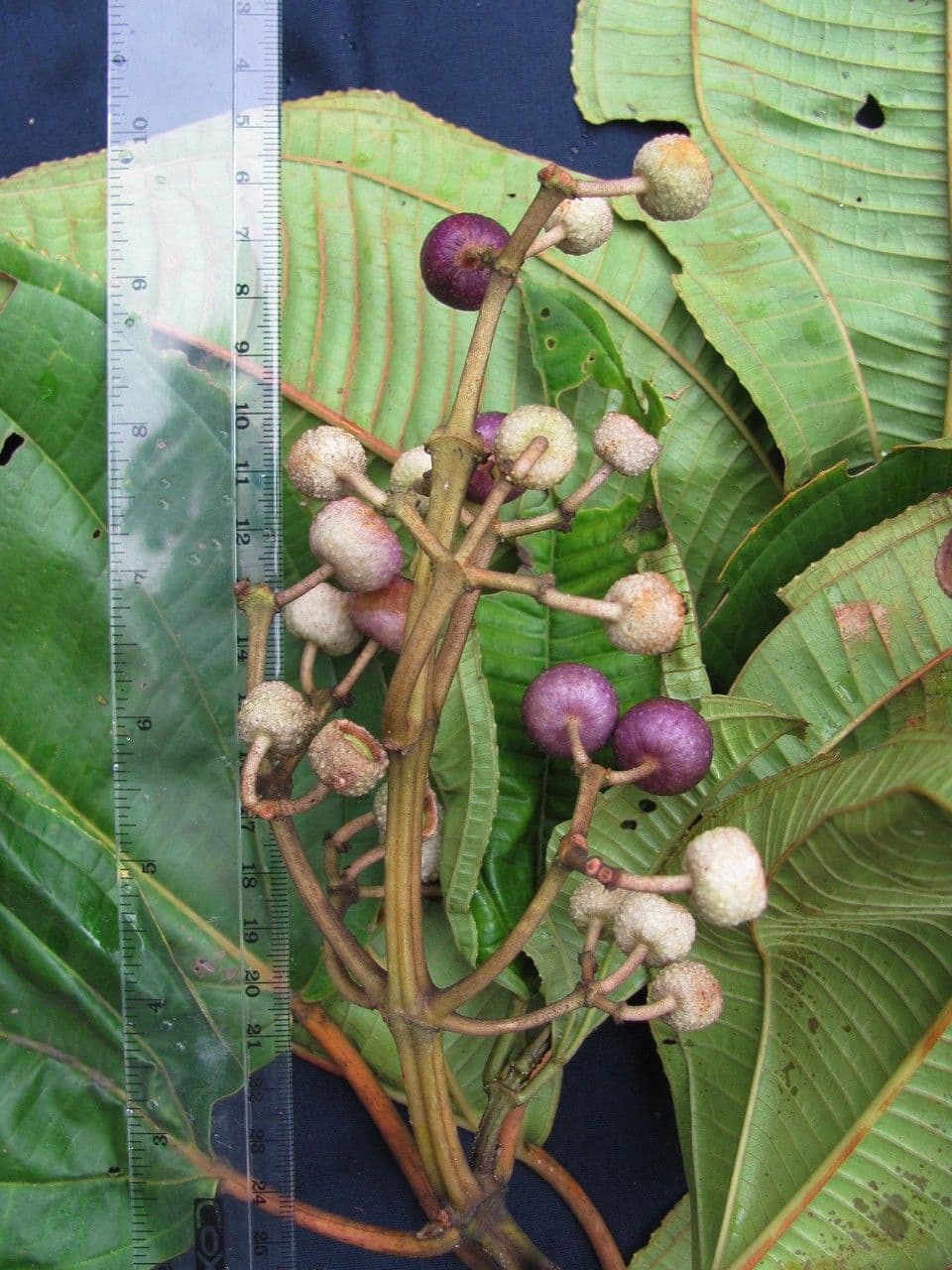 Miconia 3