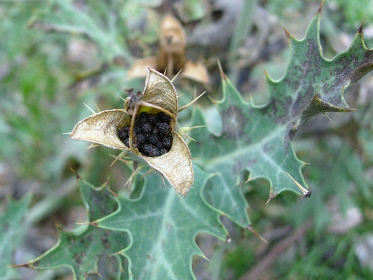 Argemone mexická 5