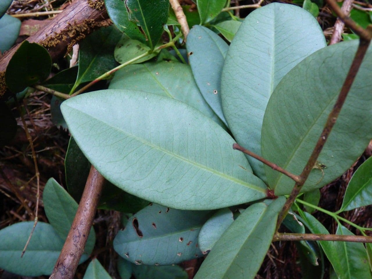 Badula 6