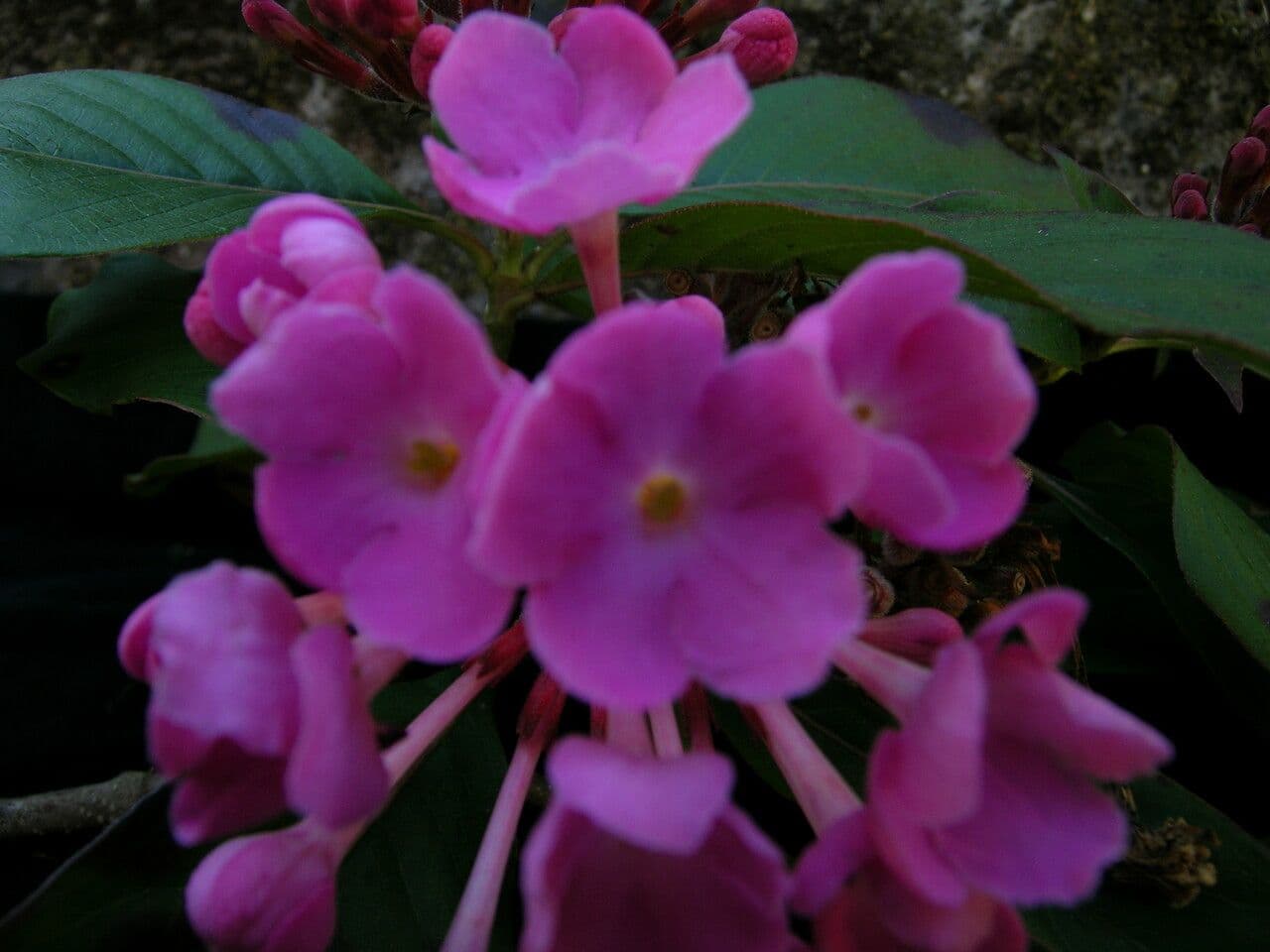 Luculia 10