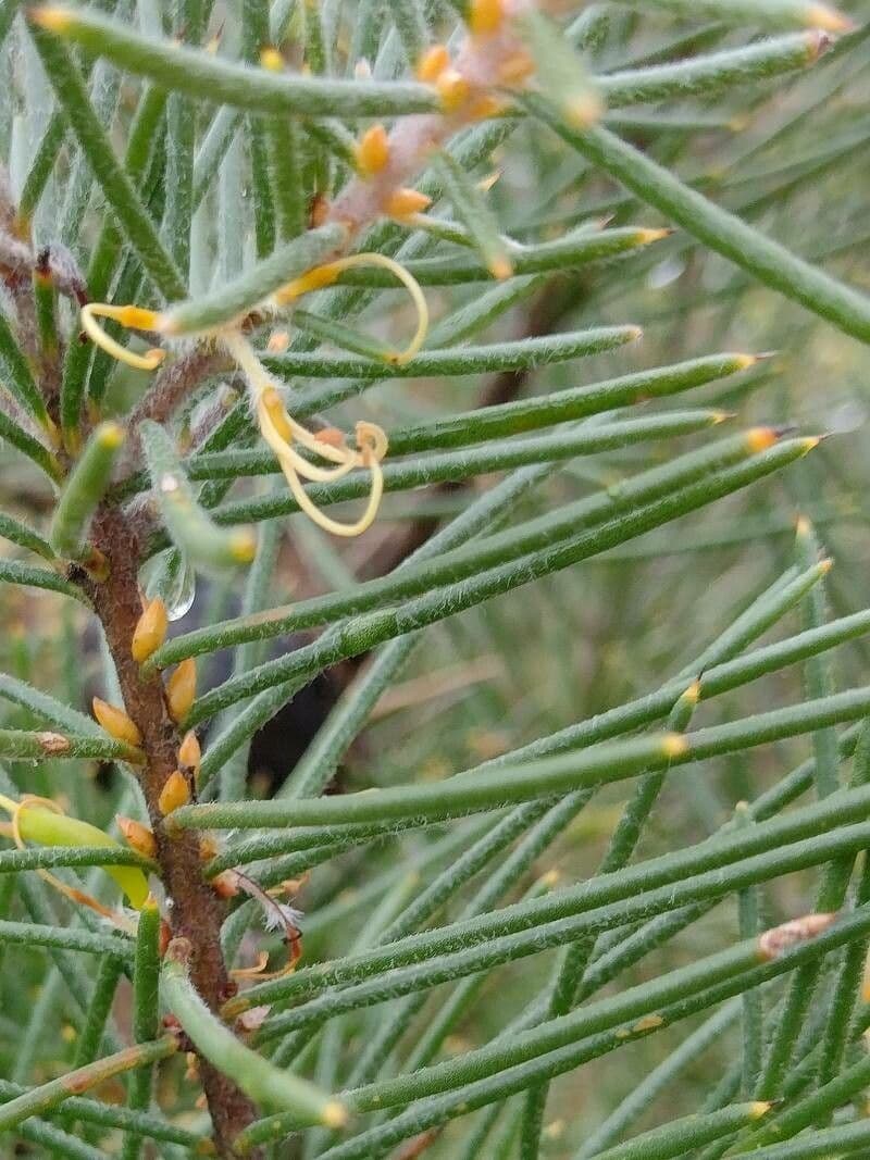 Hakea gibbosa 6