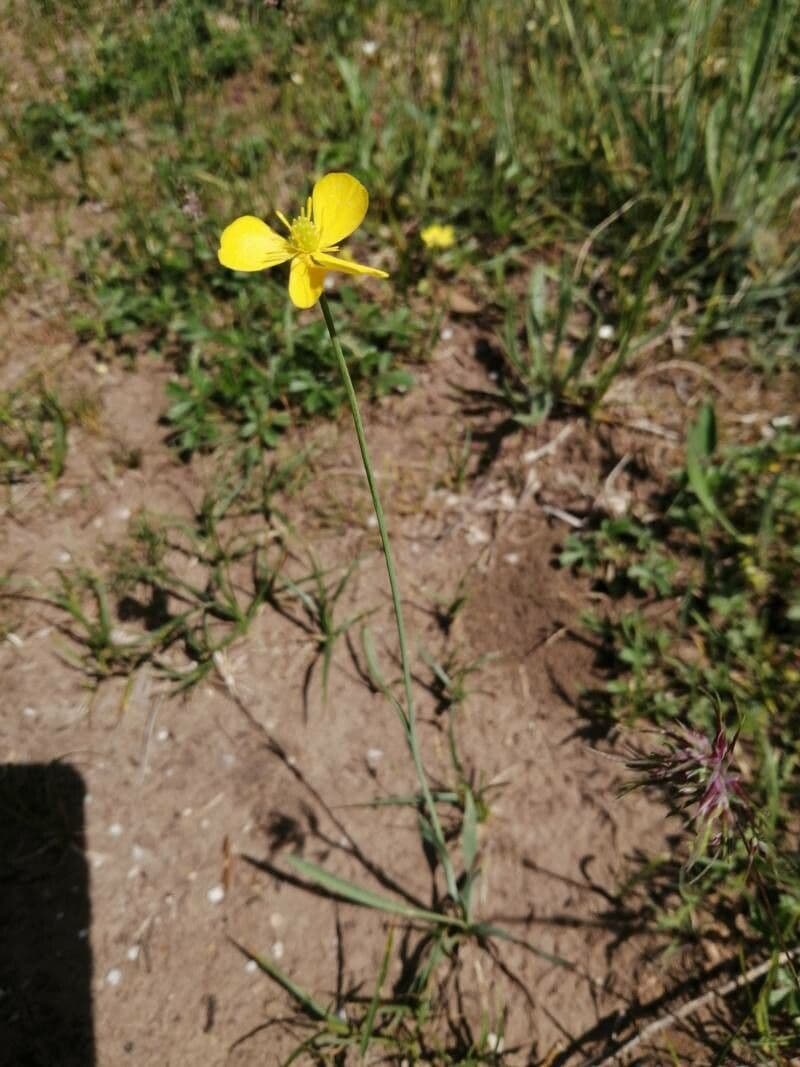 Ranunculus gramineus 21