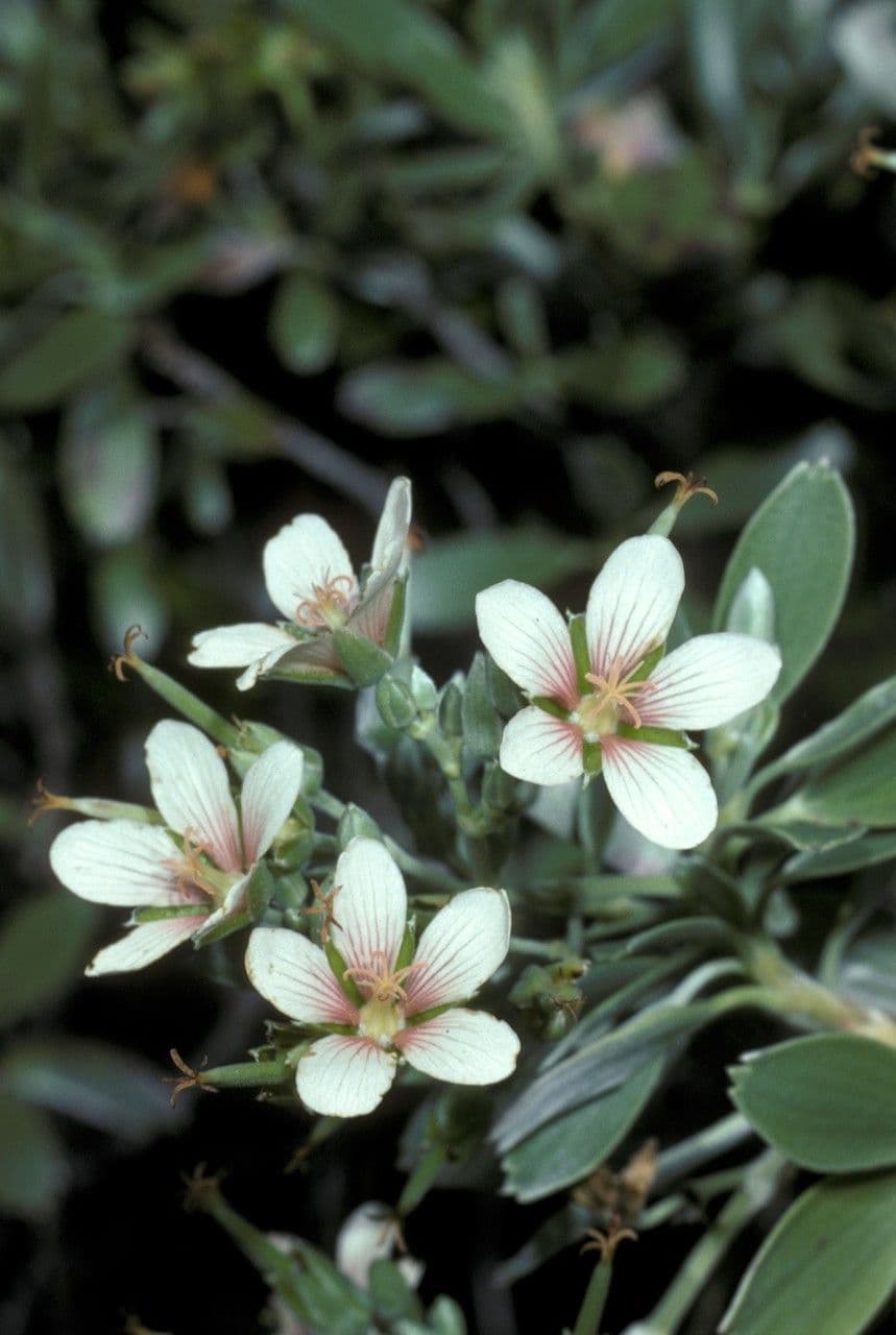 Geranium klinovité