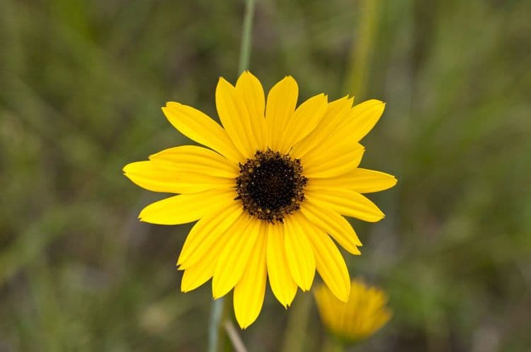 Girasol de hoja variable 3