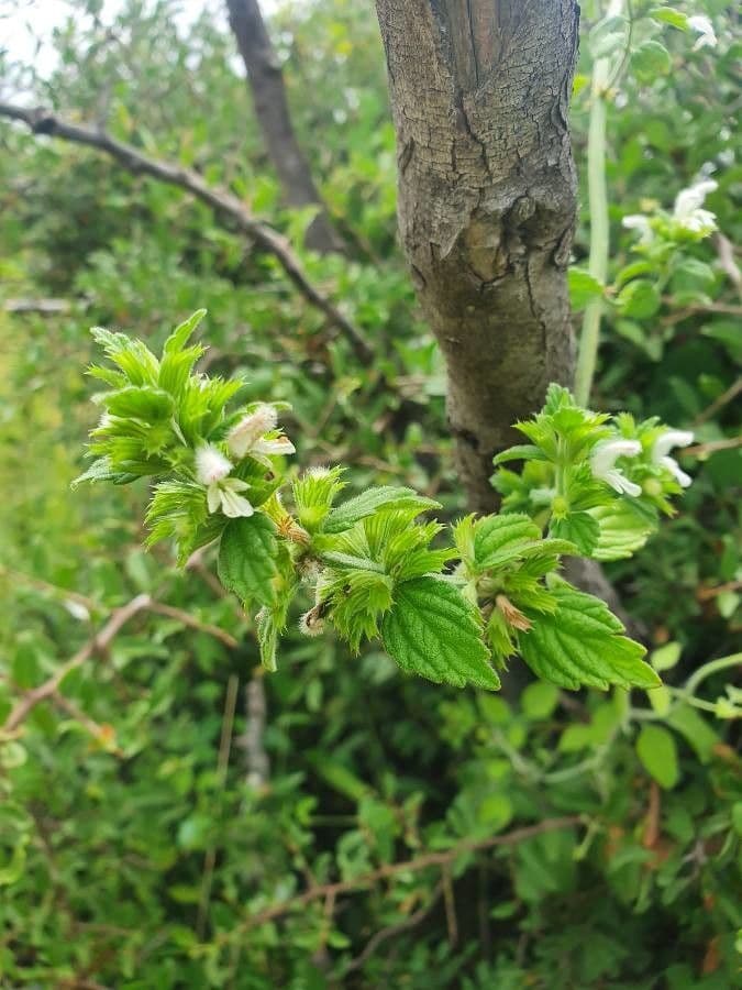 Leucas glabrata 5
