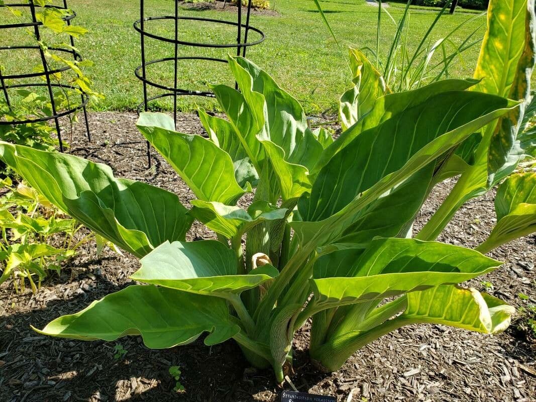 Synandrospadix 4